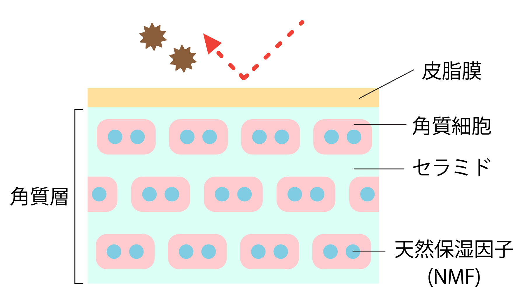 角質ｲﾗｽﾄ