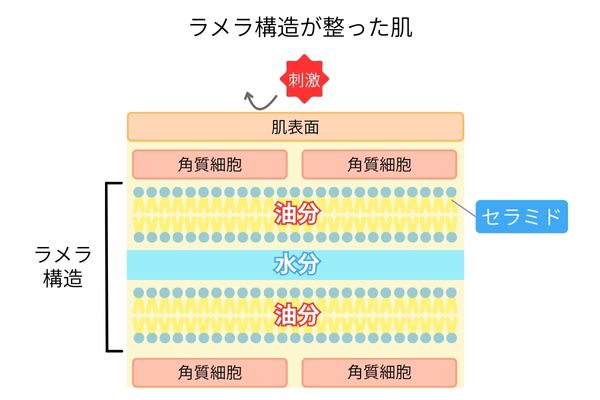ラメラ構造が整った肌