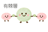 有棘層_イラスト