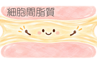 細胞間脂質_イラスト