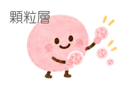 顆粒層_イラスト