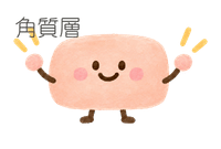 角質層_イラスト